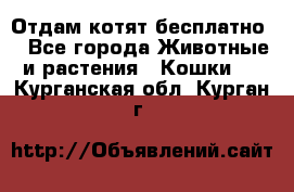 Отдам котят бесплатно  - Все города Животные и растения » Кошки   . Курганская обл.,Курган г.